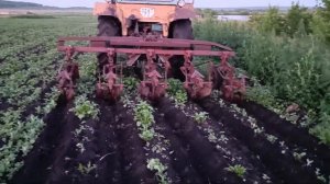 Работа окучника картошки на МТЗ