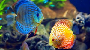 02. Красивый Виртуальный Музыкальный Аквариум 3D - 206 Минут Релаксации.