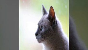 Топ-5 самых красивых пород кошек