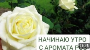НАЧИНАЮ УТРО С АРОМАТА РОЗ. 15.06.2024г.