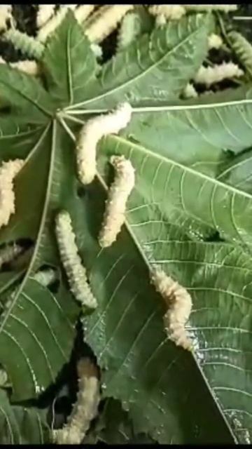 Sericulture #Silkworms