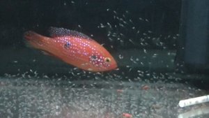 hemichromis lifalili