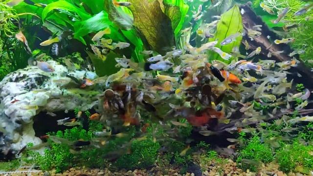 Live-Bearer 40 Breeder Chaos (filmed for the Aquarium Co-Op forum) смотреть онлайн