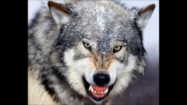 ВОЛЧЬЯ ЛЮБОВЬ смотреть онлайн