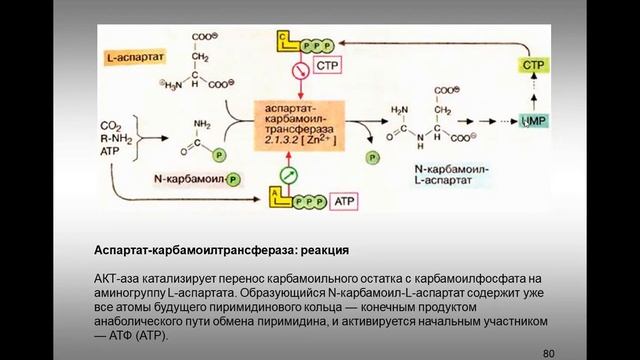 16. Інгібітори та активатори ферментів. Алостеричні взаємодії. Як діють коферменти