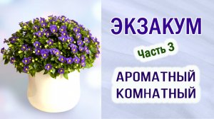 Экзакум. Ароматный комнатный цветок. Выращивание из семян. Пикировка. Часть 3.