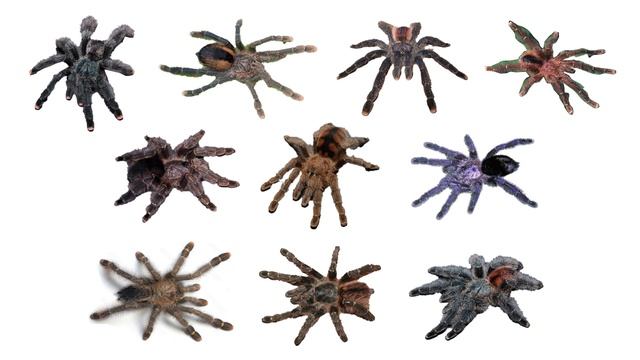 Species of Tarantula Part 5  Family: Theraphosidae Genus: Avicularia  Their Scientific Names