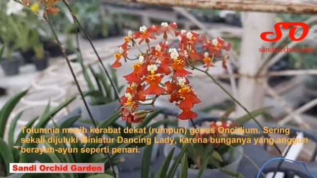 Tolumnia Jairak Flyer "Sweet Red" смотреть онлайн