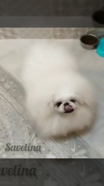 Питомник пекинесов "Савелина" - Маркиз продаётся смотреть онлайн