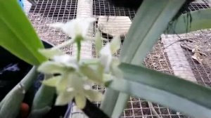 Encyclia radiata -  fragrant octopus orchid & Encyclia prismatocarpa