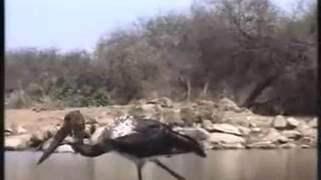 Young Saddle-billed Stork смотреть онлайн