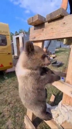 потрогать медведя за жопку 殺 #медведь #медвежонок #amazinganimals #cuteanimals #живот...