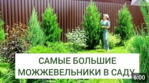 САМЫЕ БОЛЬШИЕ МОЖЖЕВЕЛЬНИКИ В 🌲МОЖЖЕВЕЛОВОМ САДУ🌲. 13.06.2024г.