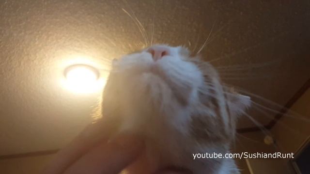 Ginger Cat Compilation : Paper Towel Shredding and Cute Cuddles смотреть онлайн