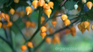 Pepper Biquinho Yellow | Organic Plant It