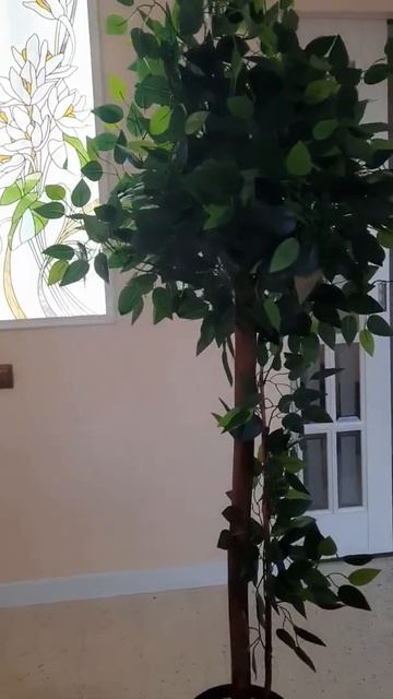 Фикус 1м80 см. Изготовлен в "Добрый удмурт" смотреть онлайн