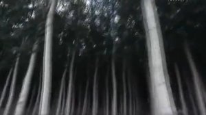 Интересно обо всем  Древесина  Использование дерева