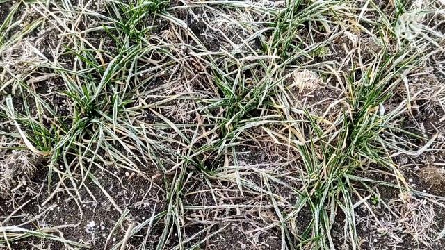 Вносимо сілітру по мерзло талому. Розпочинаємо сезон 2021 смотреть онлайн