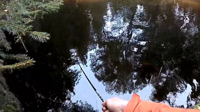 Syyskirjolohen kalastusta | 1,2kg&1,4kg | Rainbow trout fishing |11.9.2021