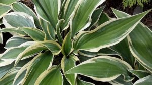 Хоста Bobcat ⭐ Hosta Bobcat