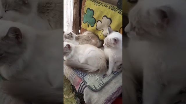 Были бродячие а теперь-Родные!  cat