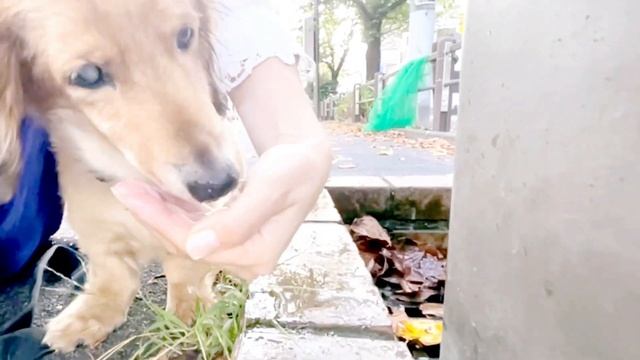初散歩で突然キレる保護犬と襲われた少女 смотреть онлайн