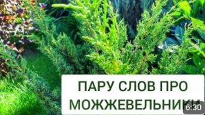 ПАРУ СЛОВ ПРО МОЖЖЕВЕЛЬНИКИ. 23.06.2024г.