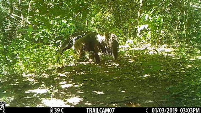 giant anteater (Myrmecophaga tridactyla) looking for food смотреть онлайн