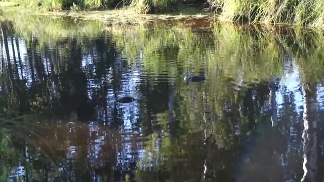 Плотик на пруду для уток. смотреть онлайн