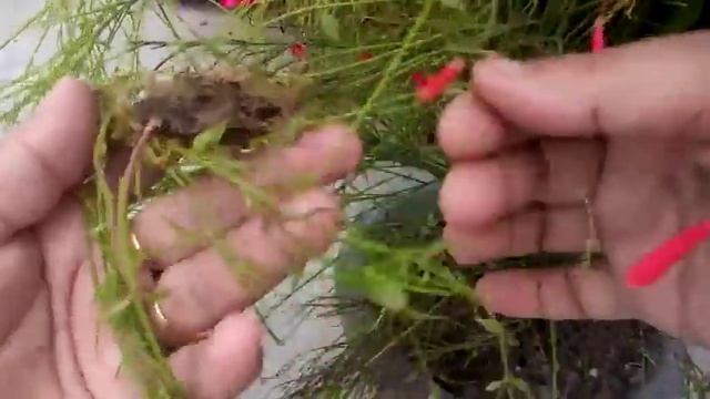 778 - Coral Fountain Grass ke deron plants kaise tiyar karen (Hindi /Urdu) 29/7/18 смотреть онлайн