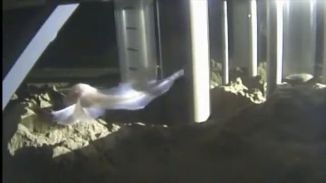 Snailfish смотреть онлайн