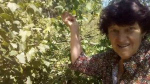 Сбор черной смородины