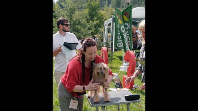 Липецк. Монопородка Китайских Хохлатых Собак, 30 июля 2023 смотреть онлайн