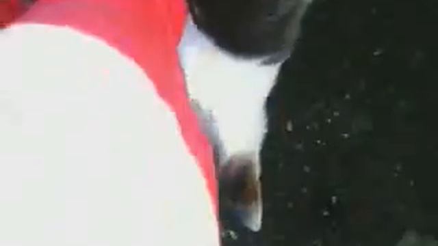 Мимимишка !!! Оторваться не может. смотреть онлайн