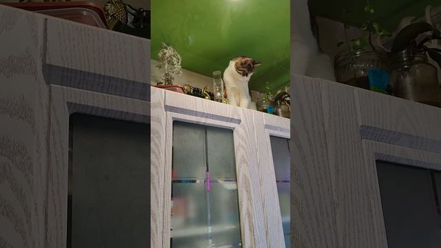 Кошка не знает преград