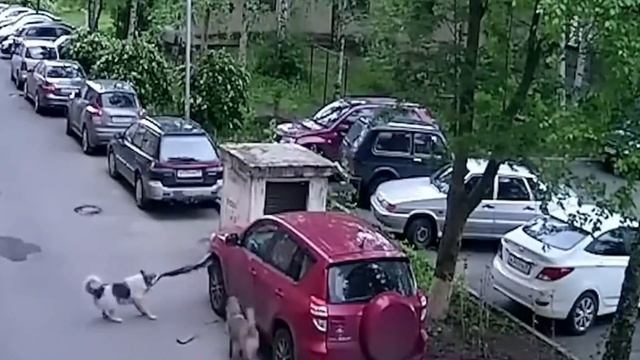 АВТО ПРИКОЛЫ ПОДБОРКА 2025 ЛУЧШИХ ВИДЕО #1 (1080p)