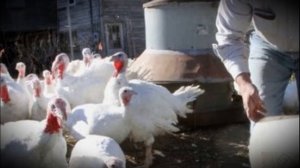 Канадские тяжеловесные индюки