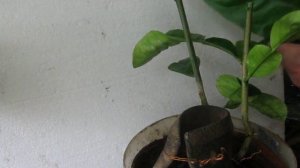 ПРИВИВКА ЦИТРОНА ПЛОДОВЫМ ЧЕРЕНКОМ МАНДАРИНА