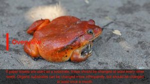 TOMATO FROG  #Dyscophus antongilii