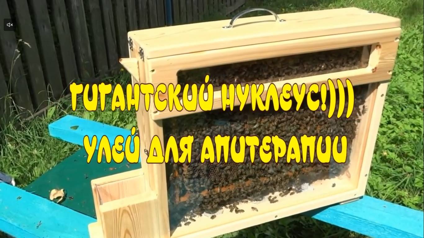 ГИГАНТСКИЙ НУКЛЕУС!😄 УЛЕЙ ДЛЯ АПИТЕРАПИИ. смотреть онлайн