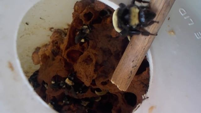 Relocated Bumble Bee Nest 1 August 2017 shh walk slowly.