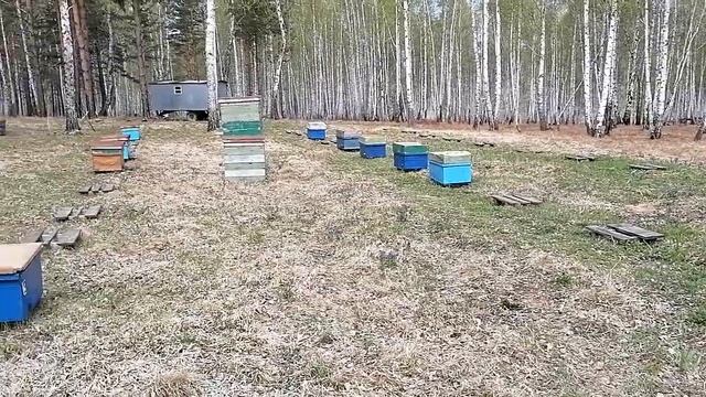 Перевожу пчёл. смотреть онлайн