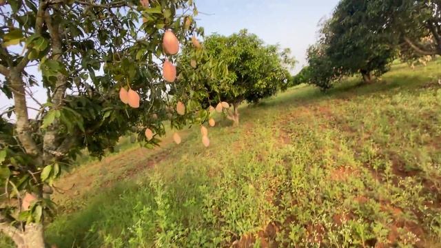 Welcome to Mango Garden смотреть онлайн