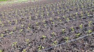 перец сладкий кореновский красный и зелёный