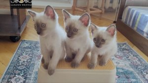 Котята меконгского бобтейла