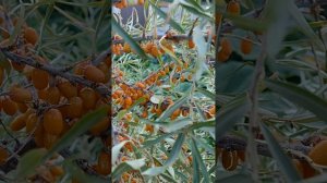 облепиха.метод опыления сработало.7 августа 2023 г.