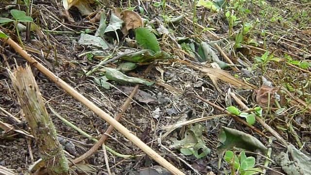 サムライアリ 奴隷狩り смотреть онлайн