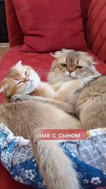 Жизнь шотландских кошек #шотландскиекотята #характершотландксих смотреть онлайн