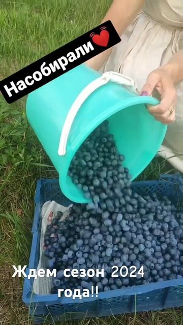 Голубика Блукроп. Голубикасадовая . Выращивание голубики #голубика #голубикасадовая