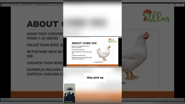 How to choose the best strain of broilers- Pullus Africa